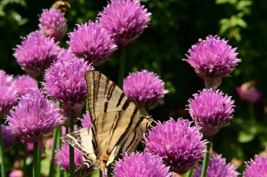 Bahçedeki mor çiçeklerin üzerinde oturan kelebek