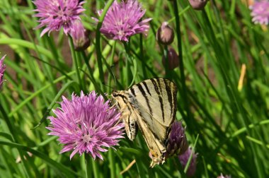 Bahçedeki mor çiçeklerin üzerinde oturan kelebek