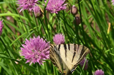 Bahçedeki mor çiçeklerin üzerinde oturan kelebek