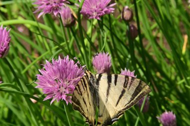 Bahçedeki mor çiçeklerin üzerinde oturan kelebek