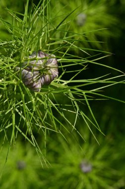 Bahçede büyüyen güzel çiçekler