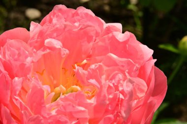 Bahçedeki güzel gül çiçeği