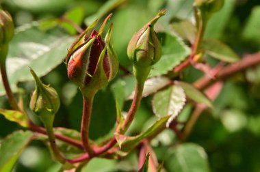 Bahçede büyüyen güzel çiçekler