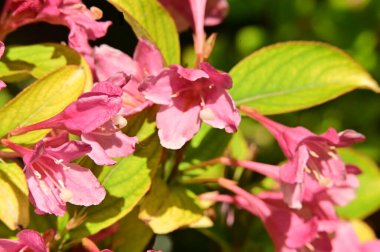 Bahçedeki güzel pembe çiçekler