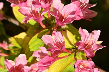 Bahçedeki güzel pembe çiçekler