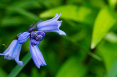Bahçedeki güzel mor çiçekler