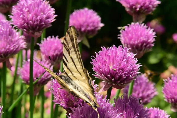 Bahçedeki mor çiçeklerin üzerinde oturan kelebek