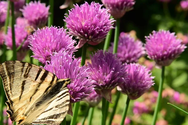 Bahçedeki mor çiçeklerin üzerinde oturan kelebek