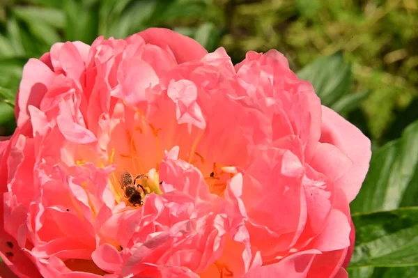 Stock image beautiful rose flower in the garden