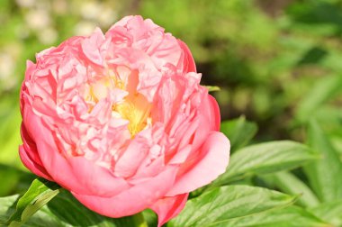 Bahçedeki güzel gül çiçeği