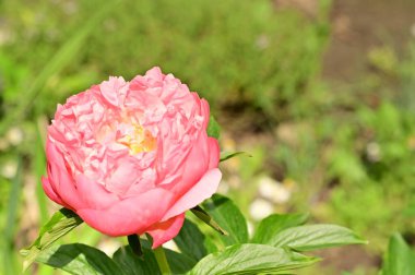 Bahçedeki güzel gül çiçeği