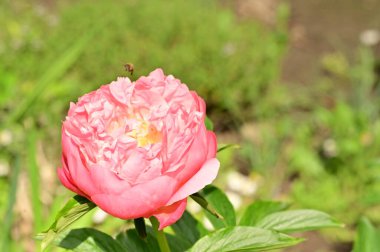 Bahçedeki güzel gül çiçeği