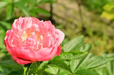 Bahçedeki güzel gül çiçeği