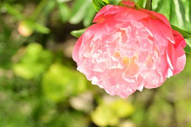 Bahçedeki güzel gül çiçeği