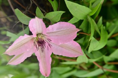 Bahçedeki güzel pembe çiçek