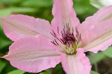 Bahçedeki güzel pembe çiçek