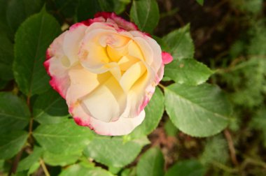 Bahçedeki güzel gül çiçeği