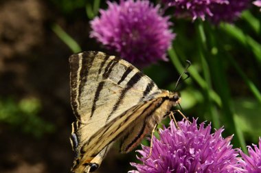 Bahçedeki mor çiçeklerin üzerinde oturan kelebek