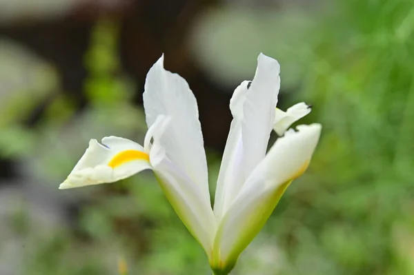 Fleur Blanche Jaune Dans Jardin — Photo