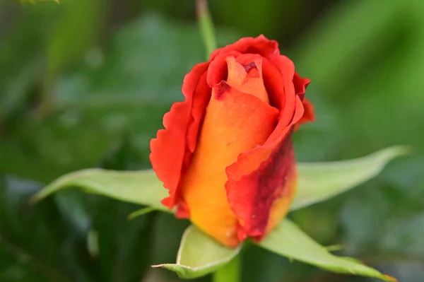 庭には美しい赤いバラが — ストック写真