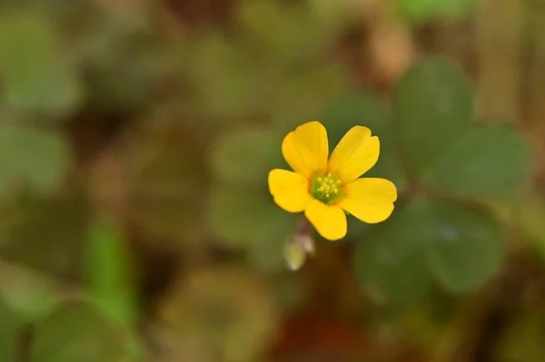 Bahçedeki Güzel Sarı Çiçek — Stok fotoğraf