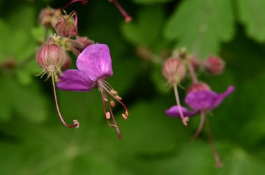 Bahçedeki güzel mor çiçekler