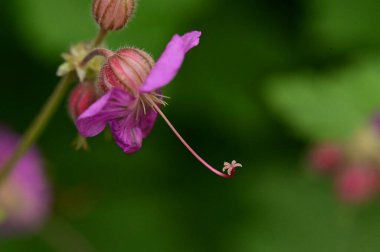 Bahçedeki güzel mor çiçekler