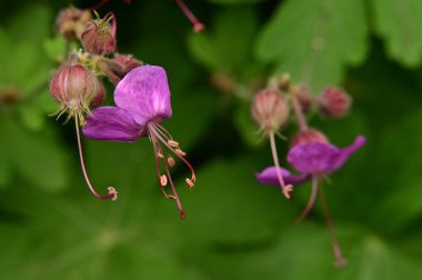 Bahçedeki güzel mor çiçekler