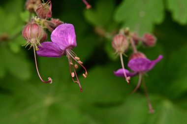 Bahçedeki güzel mor çiçekler