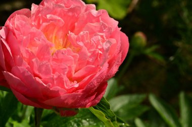 Bahçedeki güzel pembe gül çiçeği