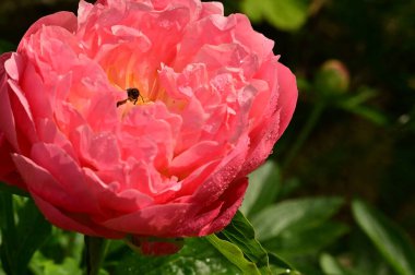 Bahçedeki güzel pembe gül çiçeği