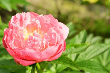 Bahçedeki güzel pembe gül çiçeği