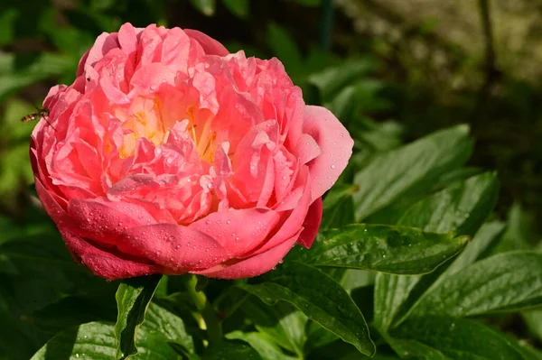 Красива Рожева Квітка Троянди Саду — стокове фото