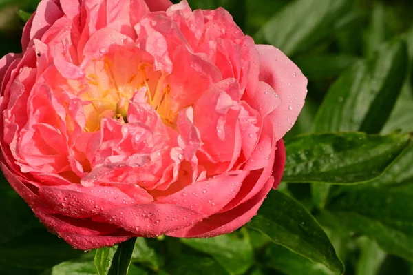 Vacker Rosa Ros Blomma Trädgården — Stockfoto