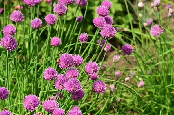 Abejas Recogiendo Polen Sobre Flores Púrpuras Jardín — Foto de Stock