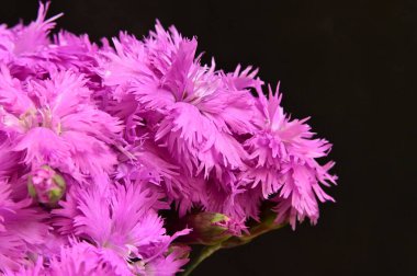 Güzel pembe çiçekler, yakın görüş, yaz konsepti.