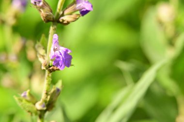 Bahçedeki güzel mor çiçekler