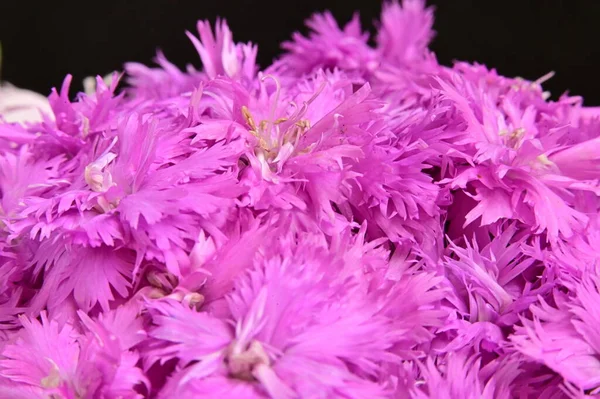 Красивые Розовые Цветы Закрытый Вид Летняя Концепция — стоковое фото