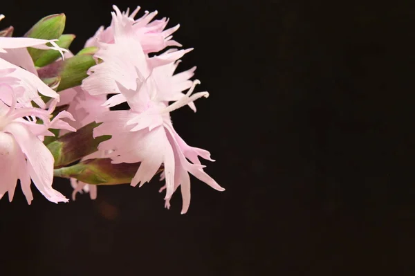 Piękne Różowe Kwiaty Widok Bliska Koncepcja Lata — Zdjęcie stockowe
