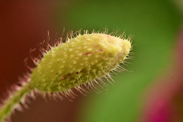 아름다운 식물학 꽃봉오리 — 스톡 사진