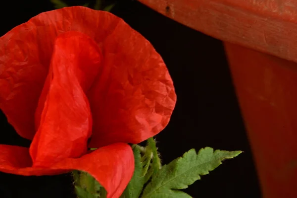 Közeli Kilátás Gyönyörű Vörös Virág Kertben — Stock Fotó