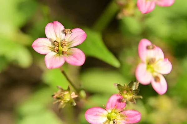 Gyönyörű Rózsaszín Virágok Kertben — Stock Fotó