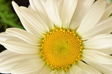 Bahçedeki güzel beyaz papatya çiçekleri