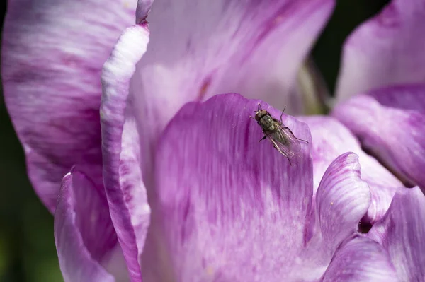 Schöne Lila Blume Mit Fliege — Stockfoto