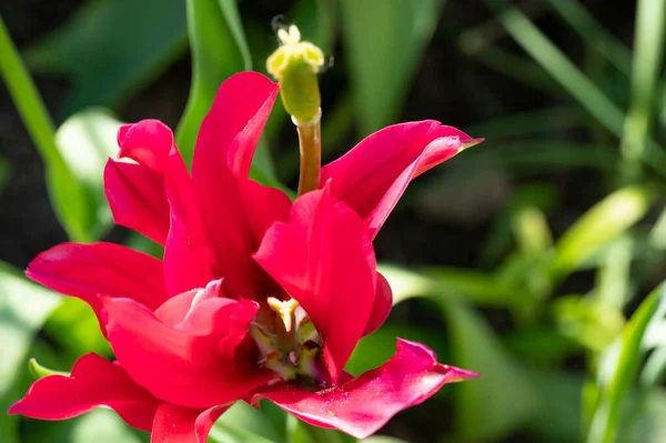 Belas Flores Cor Rosa Vista Perto Conceito Verão — Fotografia de Stock