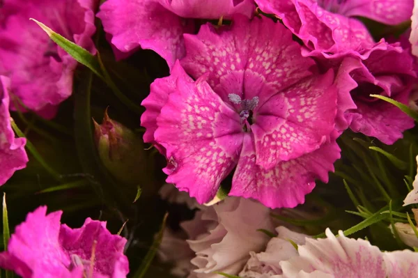 美しいピンクの花を間近で見られる夏のコンセプト — ストック写真