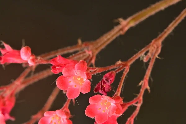 Gyönyörű Rózsaszín Virágok Sötét Háttér — Stock Fotó
