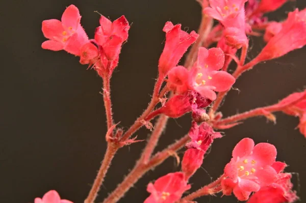 Mooie Roze Bloemen Donkere Achtergrond — Stockfoto