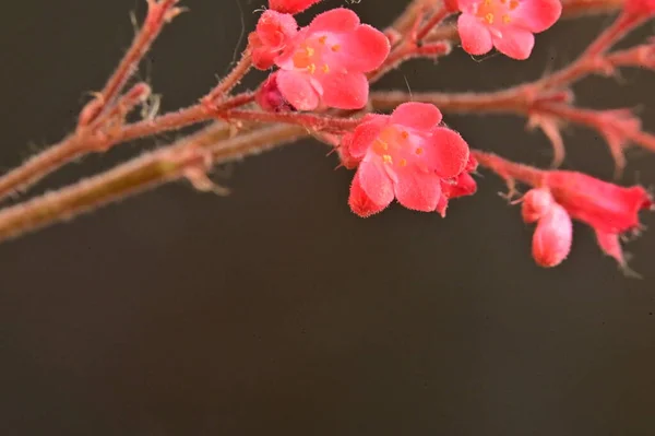 Kaunis Vaaleanpunainen Kukkia Tumma Tausta — kuvapankkivalokuva