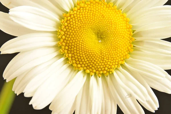 Schöne Weiße Gänseblümchenblümchen Nahsicht — Stockfoto